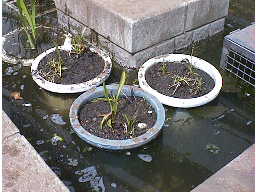 �T�W�I���_�J