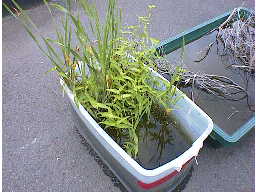 �W���̗l�q�E�P