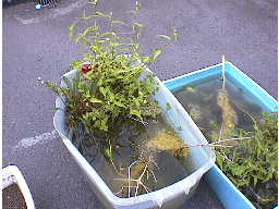 �W���̗l�q�E�Q