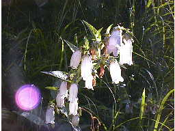 �z�^���u�N��