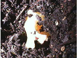 �J�u�g���V���