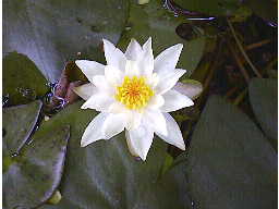 �q���X�C����