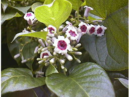 �w�N�\�J�Y��