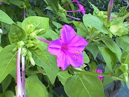 �I�V���C�o�i