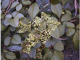 ���u�K���V�̉�