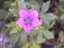 ゲンノショウコの花