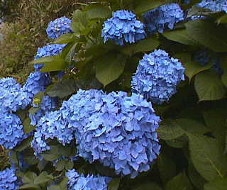 ���z�Ԃ̉�