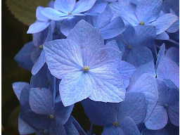 5�������Ђ̃A�W�T�C