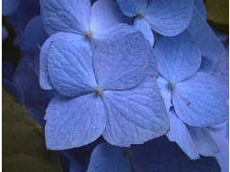 ������4���̃A�W�T�C