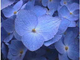 ������3���̃A�W�T�C