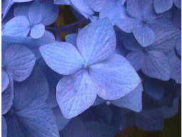 ������4���̃A�W�T�C