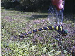 �I�j�����}