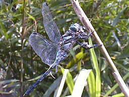 �V�I�J���g���{