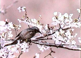 �q���h��