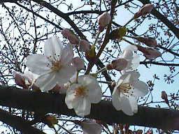 桜の開花