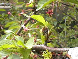 ４月２２日の桜の様子