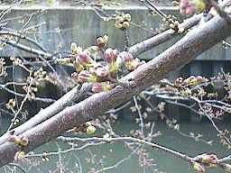 色づいた桜の芽もあった