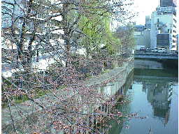 観察している桜を川側から見ると