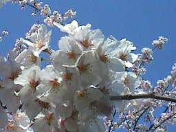 青空をバックに桜の花