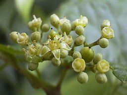 �m�u�h�E�̉�