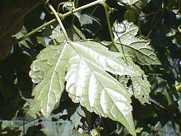 �m�u�h�E�̗t�̗�