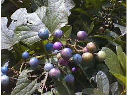 �m�u�h�E�̎�