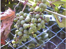 ���}�u�h�E�̎�